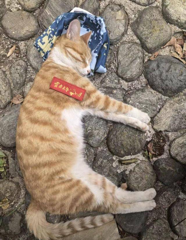 《红舞鞋》剧组在高校拍摄时撞死流浪猫<strong></p>
<p>理财红包</strong>,剧组凌晨致歉:涉事司机引咎辞职,将以小猫名字成立基金