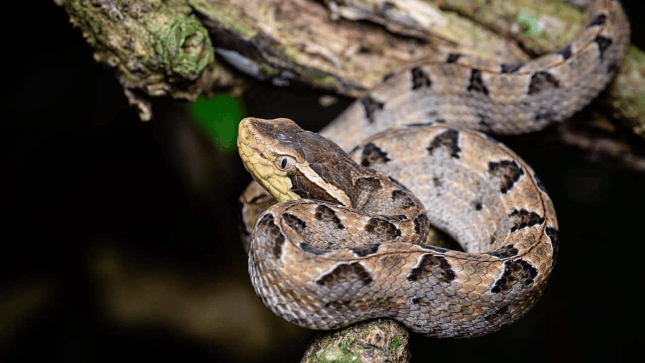 泰国女子在ATM机取钱<strong></p>
<p>银行理财基金</strong>,取款口突然窜出一条蛇