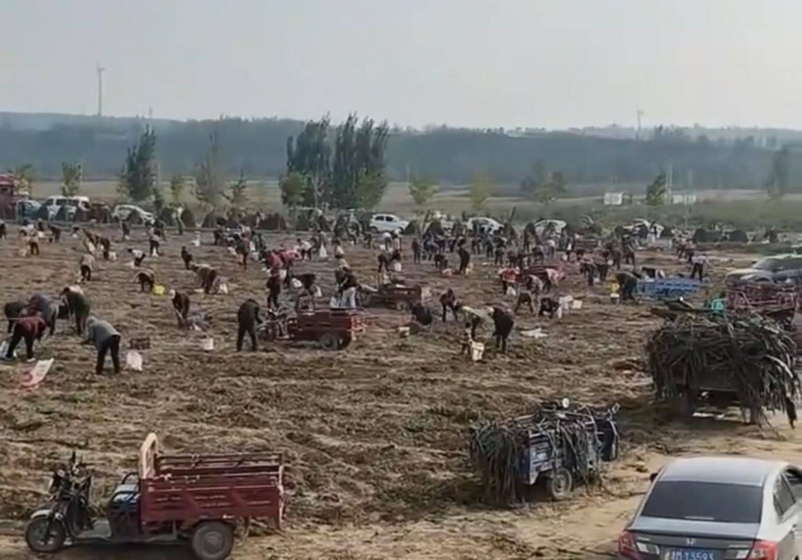 数百人冲进地里捡红薯<strong></p>
<p>蚂蚁理财</strong>,田主称是秋收剩下的,网友:免费翻地,利人利己
