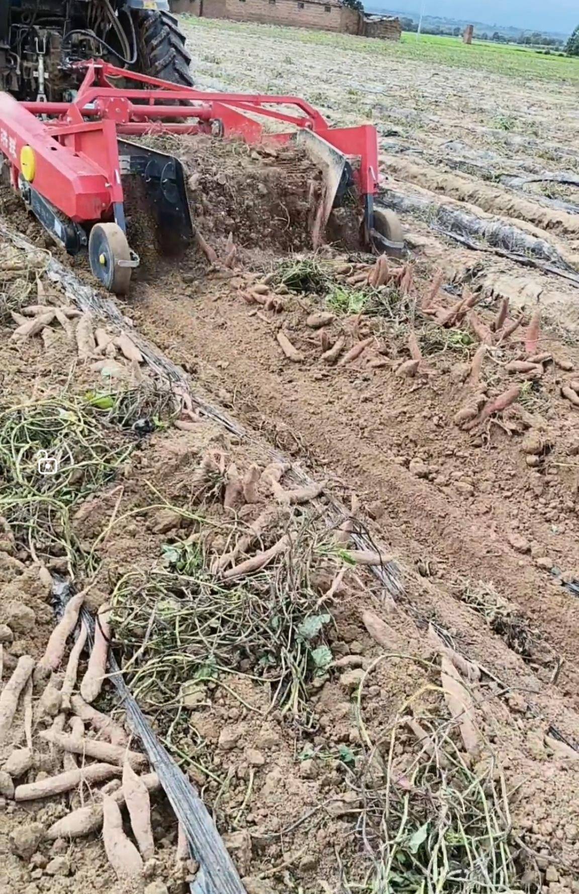 数百人冲进地里捡红薯<strong></p>
<p>蚂蚁理财</strong>,田主称是秋收剩下的,网友:免费翻地,利人利己