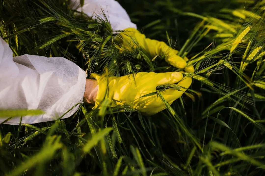 警惕<strong></p>
<p>理财注册</strong>!田里有间谍