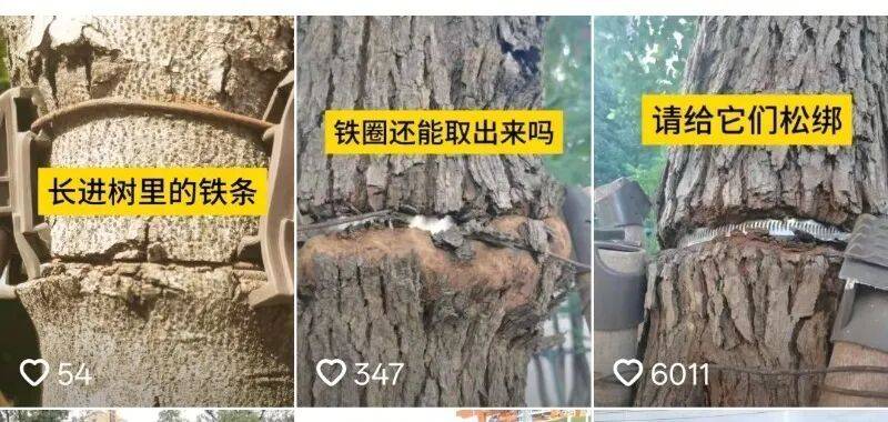 金属卡箍嵌进树里<strong></p>
<p>个人银行理财</strong>,苏州一网民发视频喊话相关部门给树木“松绑” !当地回应:已全部拆除