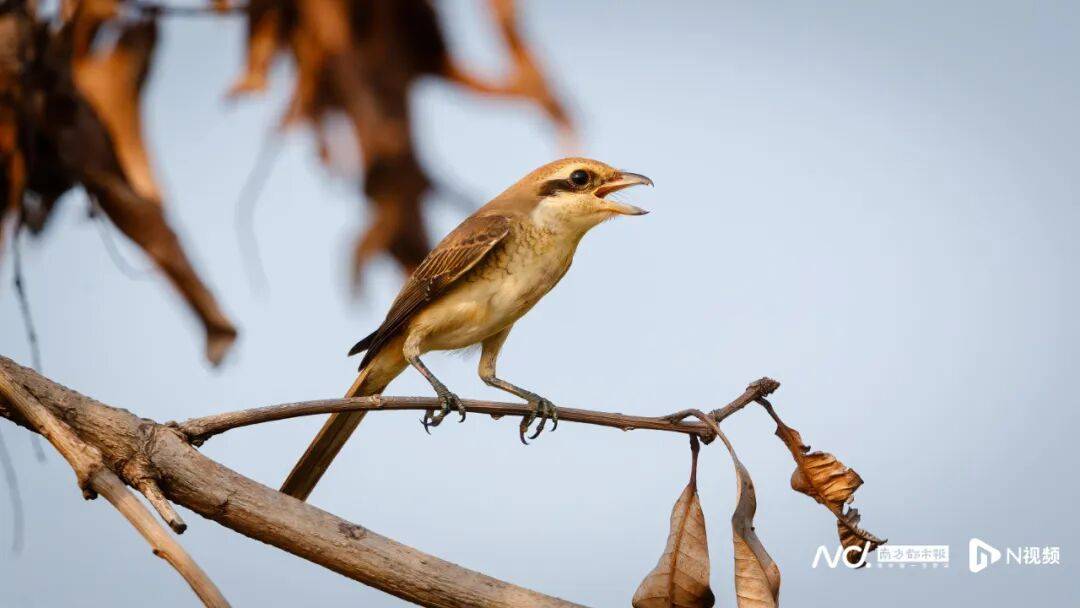 东莞最新发布:将严厉打击这些行为<strong></p>
<p>个人银行理财</strong>!