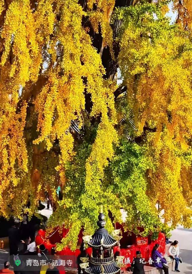 错过等一年!青岛1600岁“银杏王”满树金黄<strong></p>
<p>1万理财</strong>,打卡的人“鼓”了