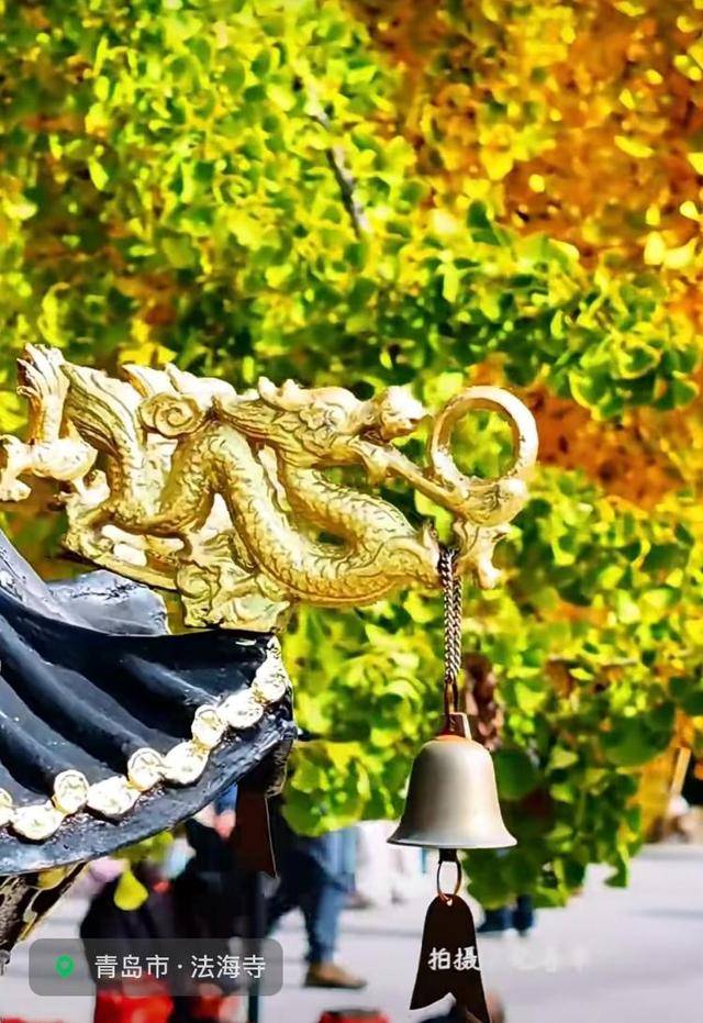 错过等一年!青岛1600岁“银杏王”满树金黄<strong></p>
<p>1万理财</strong>,打卡的人“鼓”了