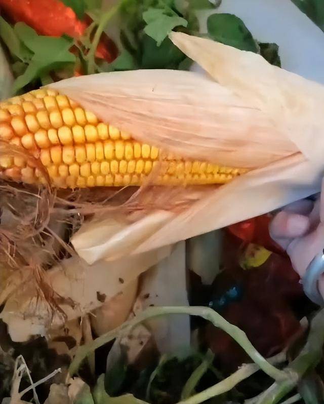 陕西一女子疑因拍亲姑姑偷玉米遭姑父棍杀<strong></p>
<p>50万理财</strong>,邻居欲报警也遇害