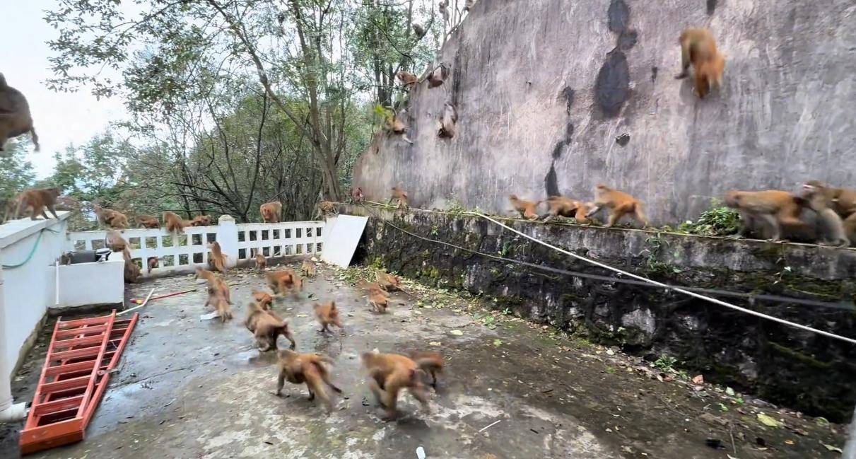 贵州黔灵山猴群一窝蜂冲下山<strong></p>
<p>理财消费</strong>,网友称被吓得汗毛立起来!公园回应:猴群活动,很正常