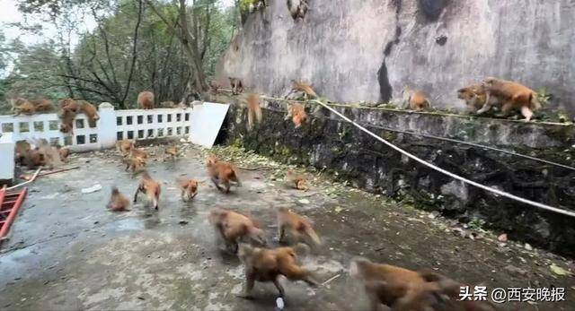 贵州一景区“下猴子雨”，园方：正常情况