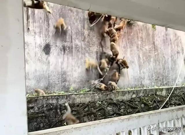 贵州一景区“下猴子雨”<strong></p>
<p>理财保本</strong>，园方：正常情况