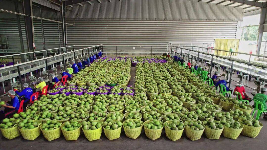 椰子水之外<strong></p>
<p>2017理财</strong>,大公司争夺40亿元生椰市场