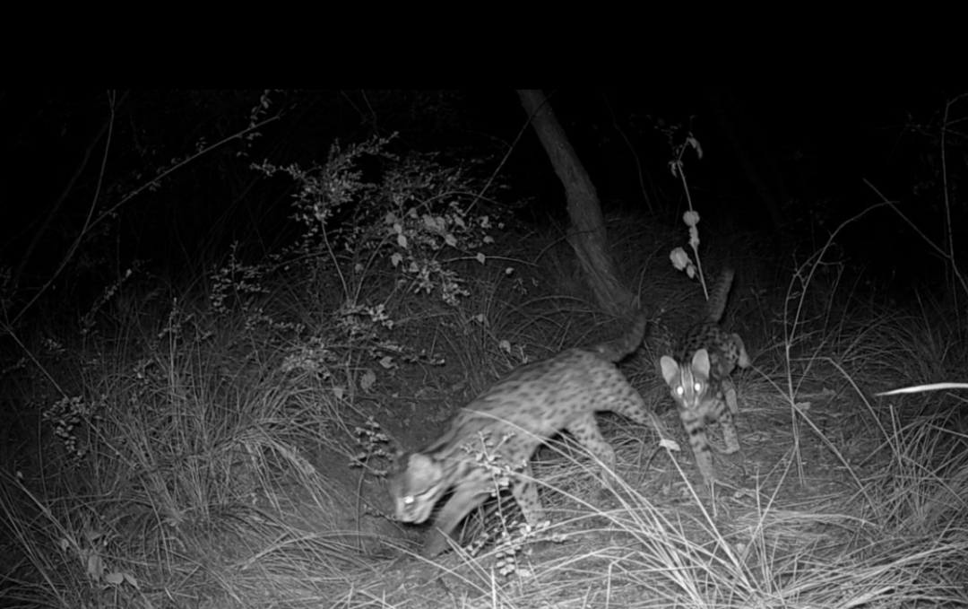 遂宁版“疯狂动物城”上线！