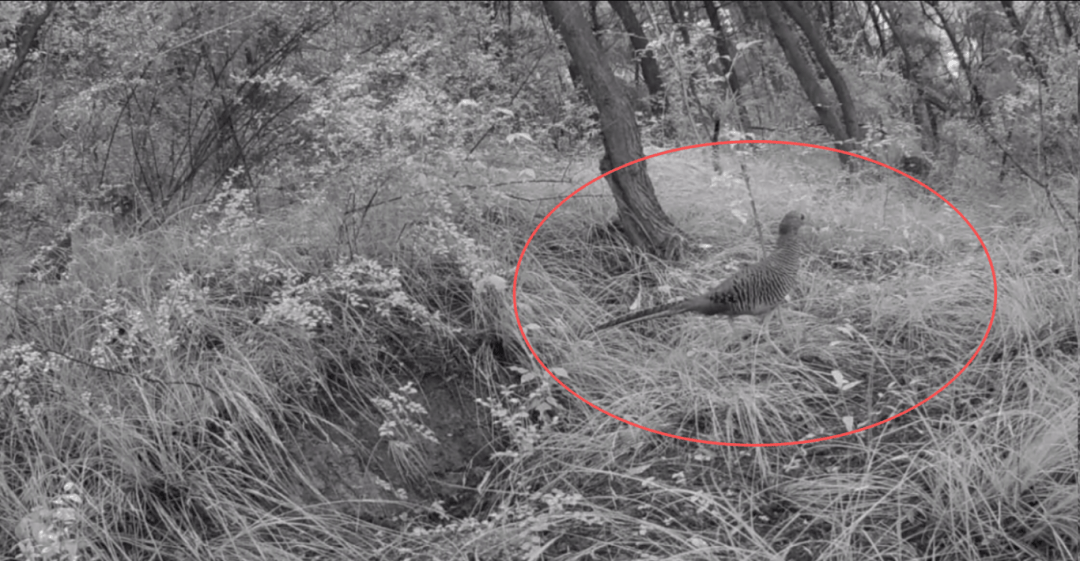 遂宁版“疯狂动物城”上线<strong></p>
<p>2017理财</strong>!