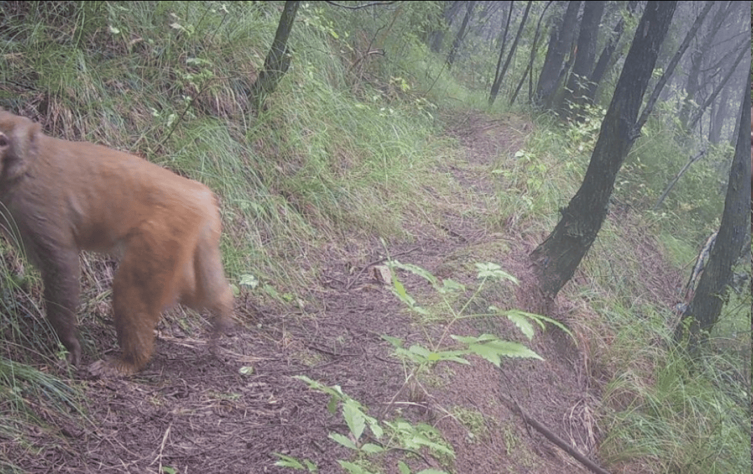 遂宁版“疯狂动物城”上线<strong></p>
<p>2017理财</strong>!