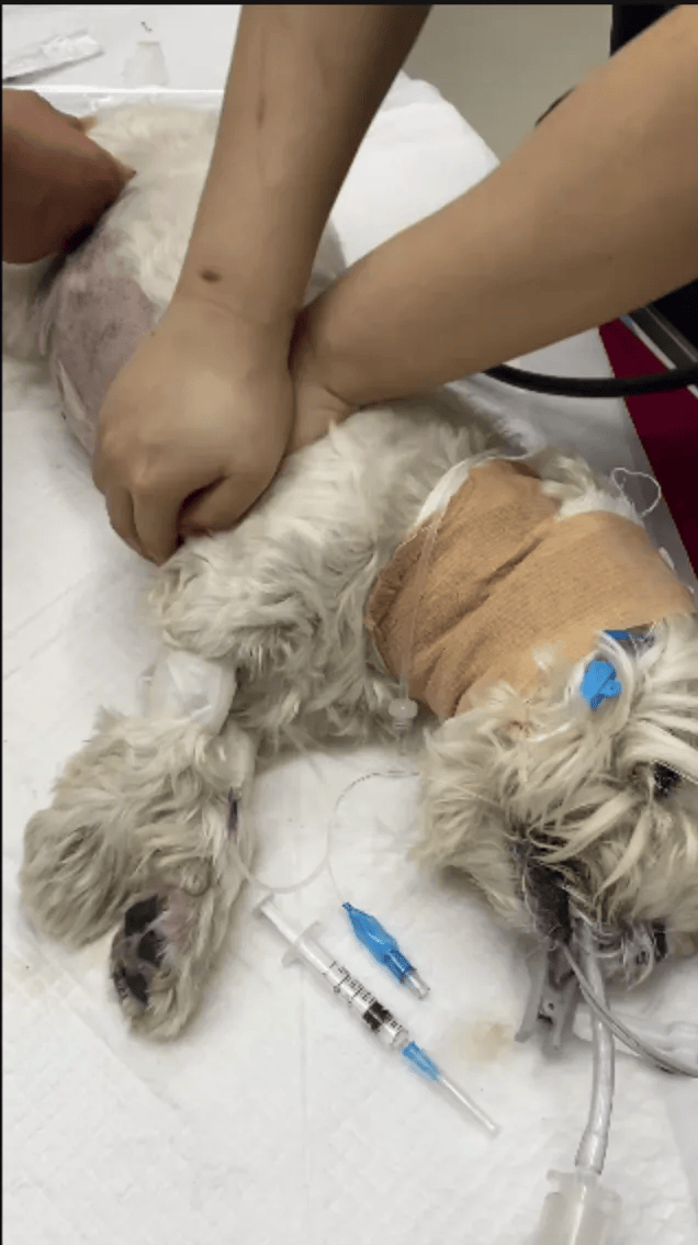 在小区投毒致9条狗死亡<strong></p>
<p>网贷理财</strong>,男子获刑4年!