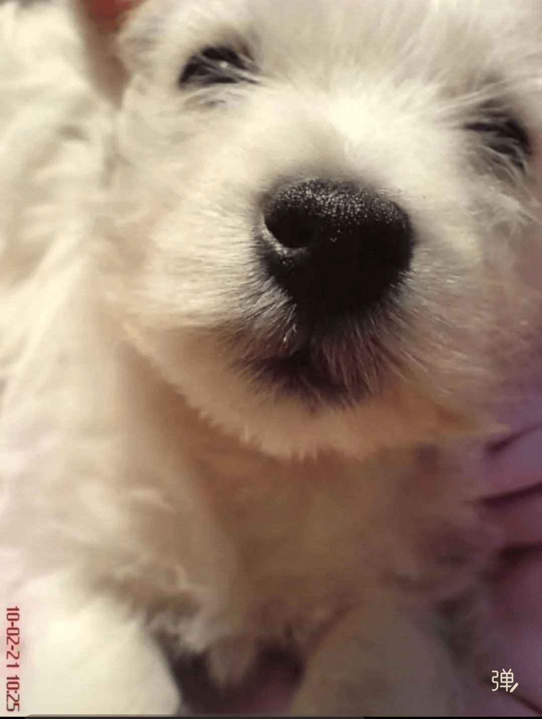 在小区投毒致9条狗死亡<strong></p>
<p>网贷理财</strong>,男子获刑4年!