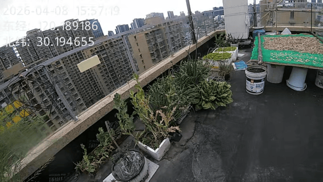 杭州一小区发现35株罂粟！保安巡逻起疑后报警，警方：2位老人在菜盆、花盆混种，隐蔽性极强，分别罚款300元、400元